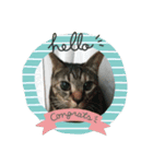 猫ちゃんくーちゃースタンプ（個別スタンプ：1）