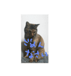猫ちゃんくーちゃースタンプ（個別スタンプ：5）