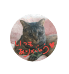 猫ちゃんくーちゃースタンプ（個別スタンプ：6）