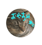 猫ちゃんくーちゃースタンプ（個別スタンプ：9）