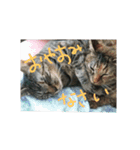 猫ちゃんくーちゃースタンプ（個別スタンプ：10）