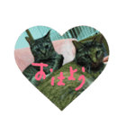 猫ちゃんくーちゃースタンプ（個別スタンプ：12）
