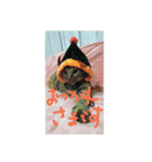猫ちゃんくーちゃースタンプ（個別スタンプ：13）