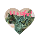 猫ちゃんくーちゃースタンプ（個別スタンプ：14）