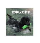 トイプードルのブラック＆ホワイト（個別スタンプ：34）
