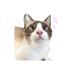 猫のぽこにゃん（個別スタンプ：1）