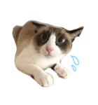 猫のぽこにゃん（個別スタンプ：2）