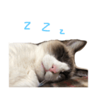 猫のぽこにゃん（個別スタンプ：3）