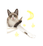 猫のぽこにゃん（個別スタンプ：4）