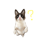 猫のぽこにゃん（個別スタンプ：5）