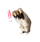 猫のぽこにゃん（個別スタンプ：6）