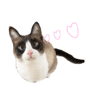 猫のぽこにゃん（個別スタンプ：7）
