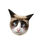 猫のぽこにゃん（個別スタンプ：8）