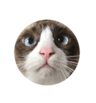 猫のぽこにゃん（個別スタンプ：13）