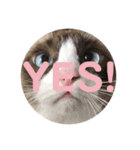 猫のぽこにゃん（個別スタンプ：14）