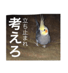 オカメインコのマル第1弾（個別スタンプ：12）