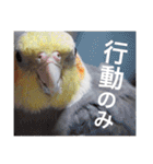 オカメインコのマル第1弾（個別スタンプ：14）