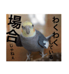 オカメインコのマル第1弾（個別スタンプ：15）