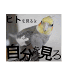 オカメインコのマル第1弾（個別スタンプ：17）