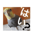 オカメインコのマル第1弾（個別スタンプ：20）