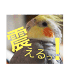 オカメインコのマル第1弾（個別スタンプ：22）