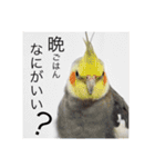 オカメインコのマル第1弾（個別スタンプ：25）