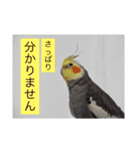 オカメインコのマル第1弾（個別スタンプ：28）