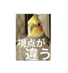 オカメインコのマル第1弾（個別スタンプ：29）