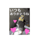 オカメインコのマル第1弾（個別スタンプ：30）