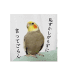 オカメインコのマル第1弾（個別スタンプ：33）