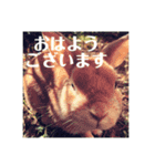 うさぎのルー（日常の言葉）（個別スタンプ：1）