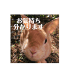 うさぎのルー（日常の言葉）（個別スタンプ：3）