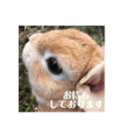 うさぎのルー（日常の言葉）（個別スタンプ：4）