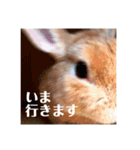 うさぎのルー（日常の言葉）（個別スタンプ：5）