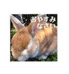 うさぎのルー（日常の言葉）（個別スタンプ：6）