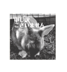 うさぎのルー（日常の言葉）（個別スタンプ：7）