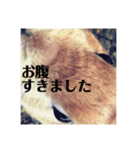 うさぎのルー（日常の言葉）（個別スタンプ：8）