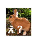 うさぎのルー（日常の言葉）（個別スタンプ：10）