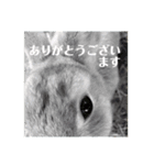 うさぎのルー（日常の言葉）（個別スタンプ：11）