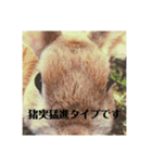 うさぎのルー（日常の言葉）（個別スタンプ：12）