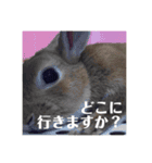 うさぎのルー（日常の言葉）（個別スタンプ：14）