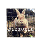 うさぎのルー（日常の言葉）（個別スタンプ：15）
