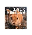 うさぎのルー（日常の言葉）（個別スタンプ：16）