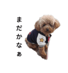 コタローの2（個別スタンプ：1）