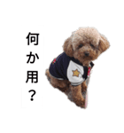コタローの2（個別スタンプ：3）