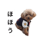 コタローの2（個別スタンプ：4）