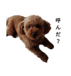 コタローの2（個別スタンプ：5）
