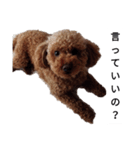 コタローの2（個別スタンプ：7）