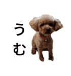 コタローの2（個別スタンプ：9）