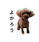 コタローの2（個別スタンプ：10）